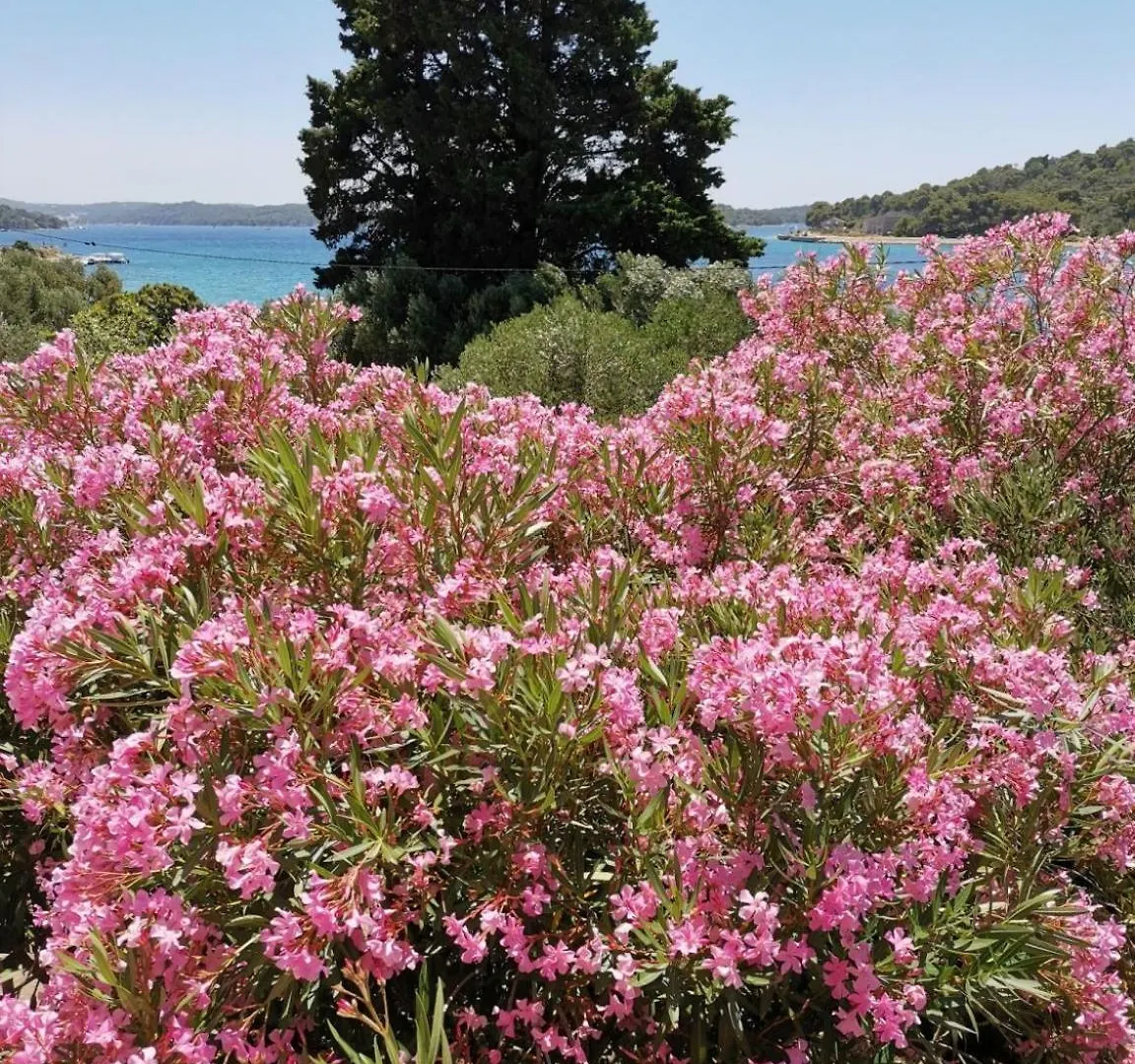 Apartment Vanja Mali Losinj